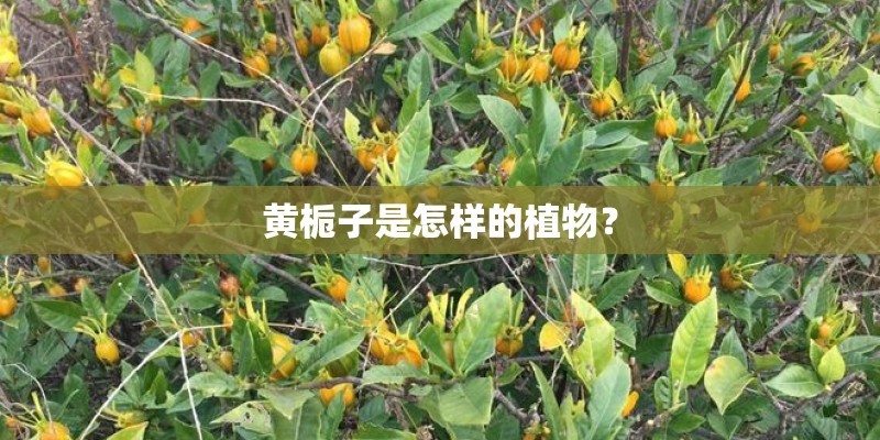 方便面盒种多肉怎么养