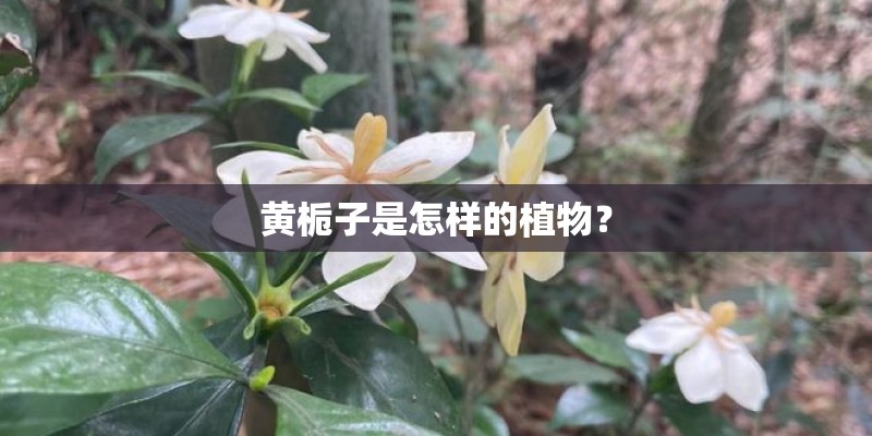 黄栀子是怎样的植物？