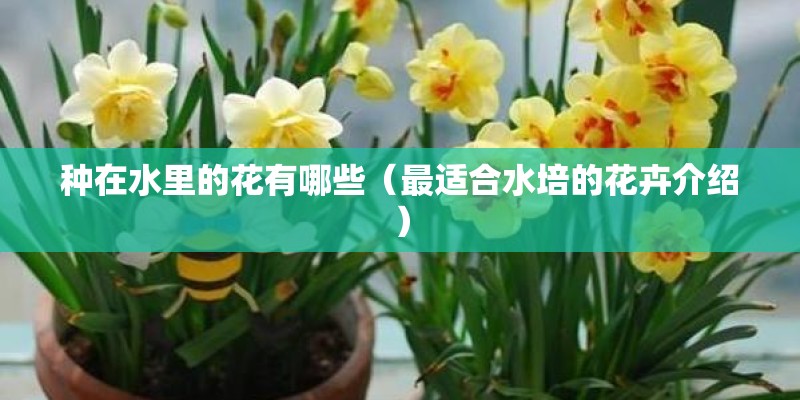种在水里的花有哪些（最适合水培的花卉介绍）