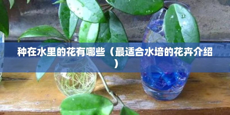 种在水里的花有哪些（最适合水培的花卉介绍）