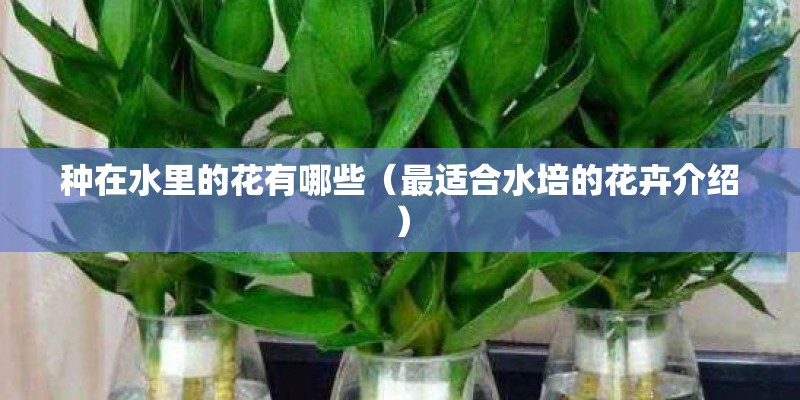 种在水里的花有哪些（最适合水培的花卉介绍）