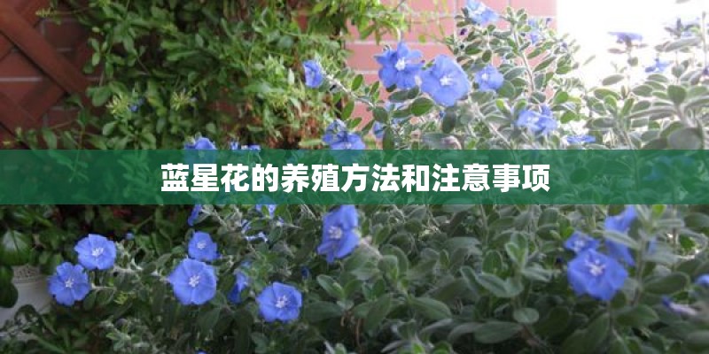 蓝星花的养殖方法和注意事项