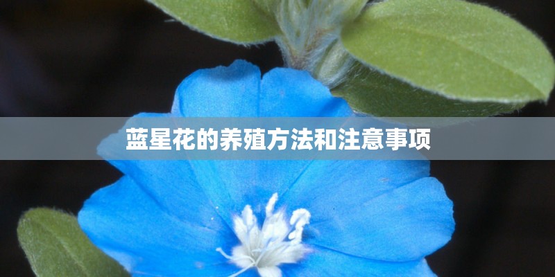 蓝星花的养殖方法和注意事项