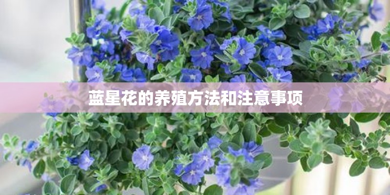 蓝星花的养殖方法和注意事项