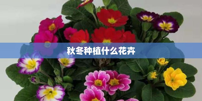 秋冬种植什么花卉