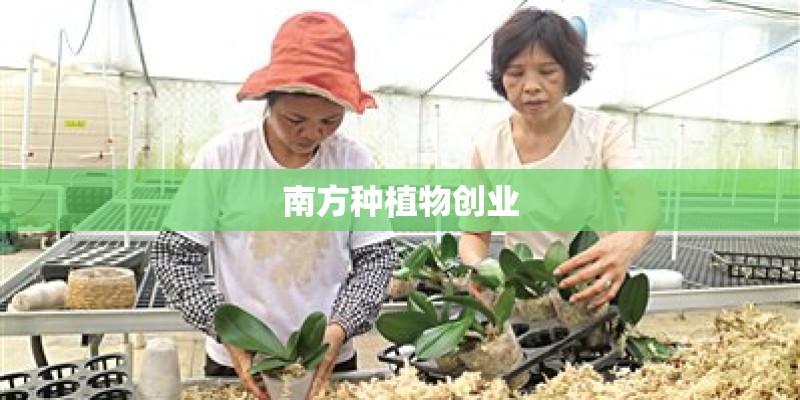悉尼可以在南方种植吗？
