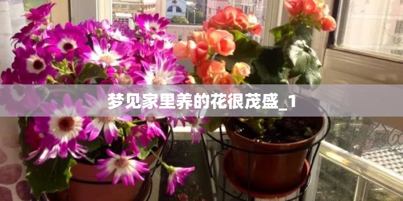 适合在楼顶种的耐高温植物