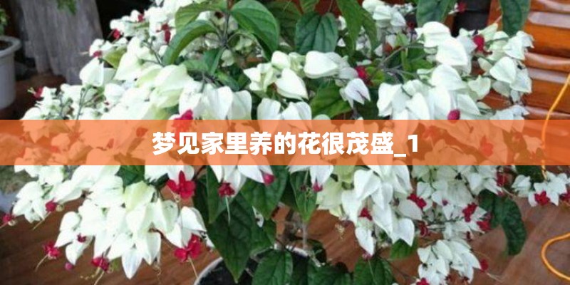 梦见家里养的花很茂盛_1