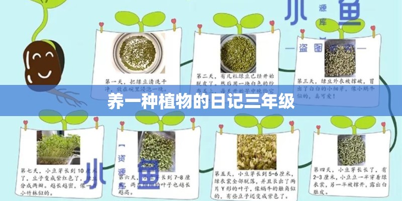 牙膏瓶子能种植什么花