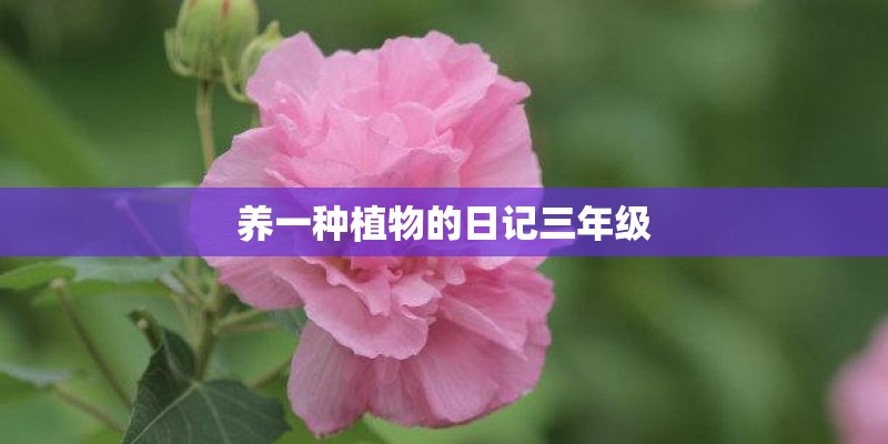 养一种植物的日记三年级