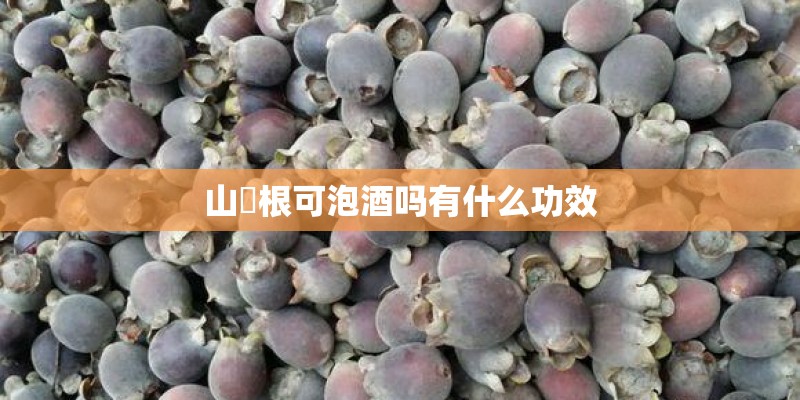 悉尼可以在南方种植吗？