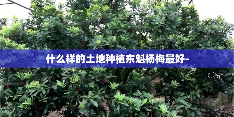 什么样的土地种植东魁杨梅最好-