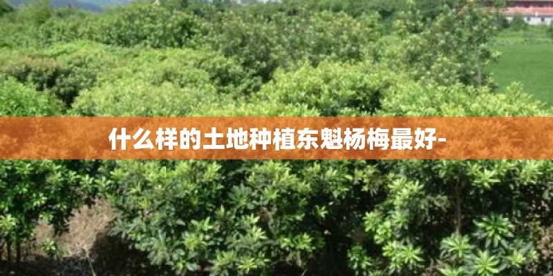 适合在楼顶种的耐高温植物