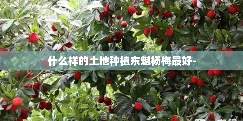 什么样的土地种植东魁杨梅最好-