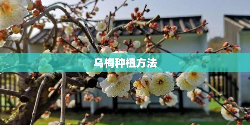长城c30和标致207三厢哪个好