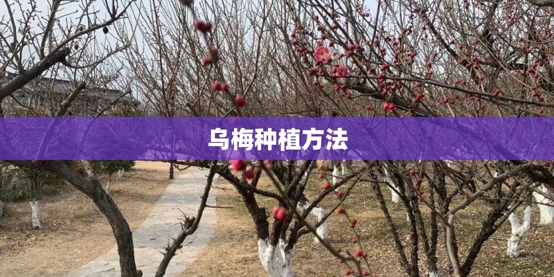 乌梅种植方法