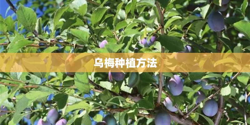 乌梅种植方法