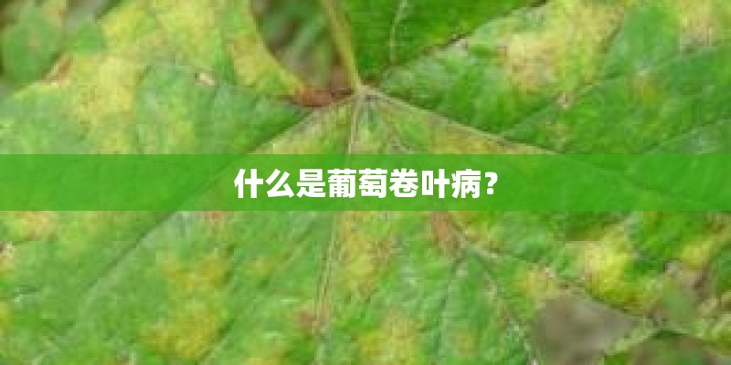 适合在楼顶种的耐高温植物