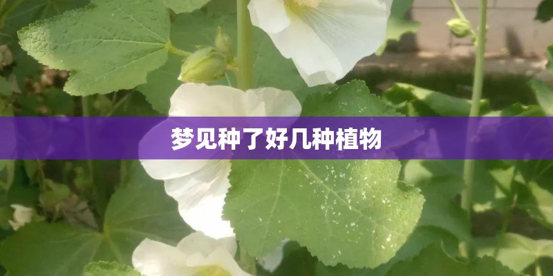 科普 - 花生是营养宝库 这样吃抗氧化物双倍
