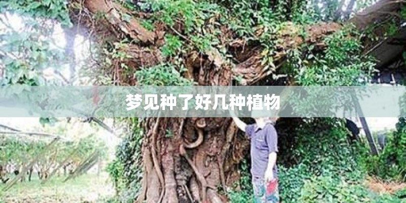 梦见种了好几种植物