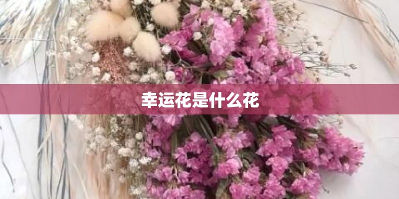 牙膏瓶子能种植什么花
