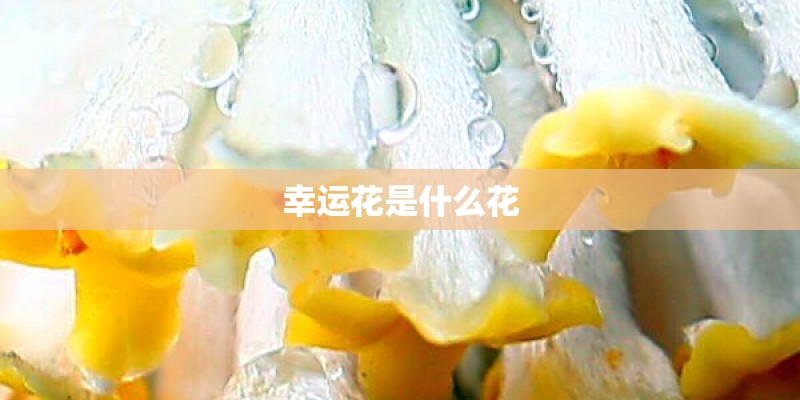 幸运花是什么花