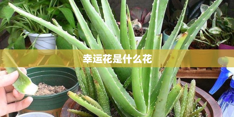 幸运花是什么花
