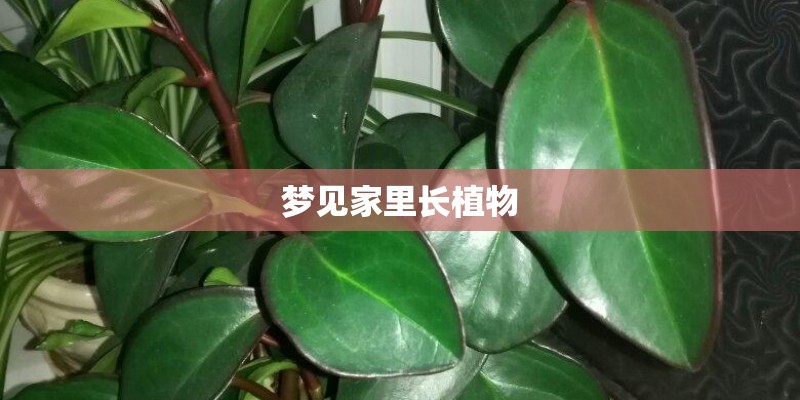 长城c30和标致207三厢哪个好