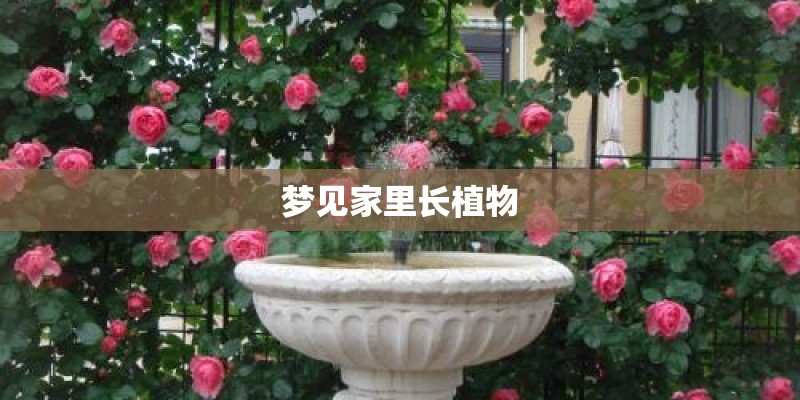 梦见家里长植物
