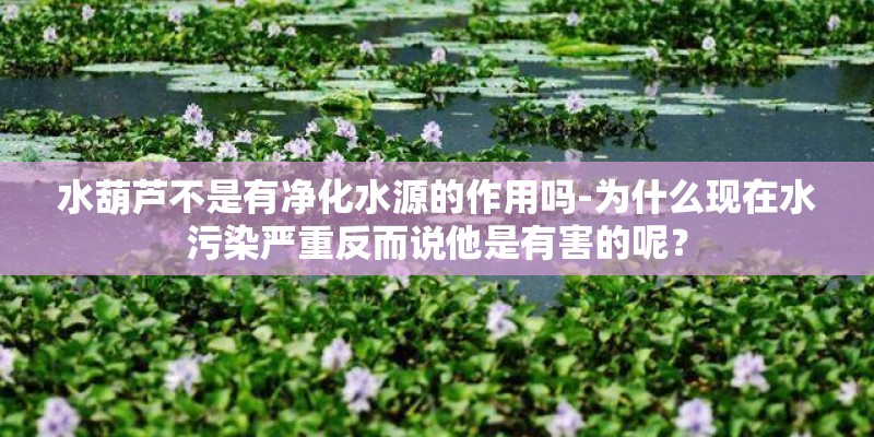 水葫芦不是有净化水源的作用吗-为什么现在水污染严重反而说他是有害的呢？