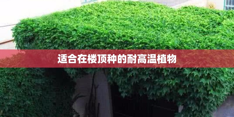 适合在楼顶种的耐高温植物