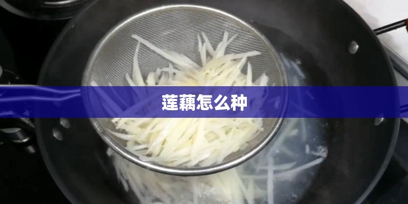适合在楼顶种的耐高温植物