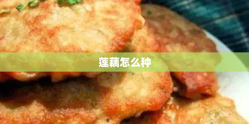 莲藕怎么种
