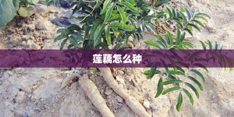 莲藕怎么种
