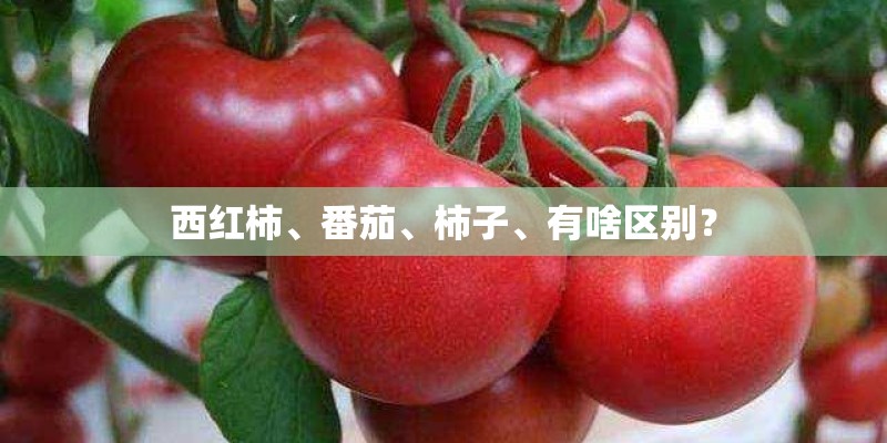 科普 - 花生是营养宝库 这样吃抗氧化物双倍