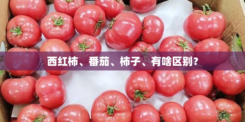西红柿、番茄、柿子、有啥区别？