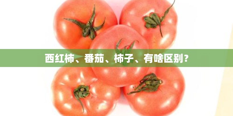 西红柿、番茄、柿子、有啥区别？