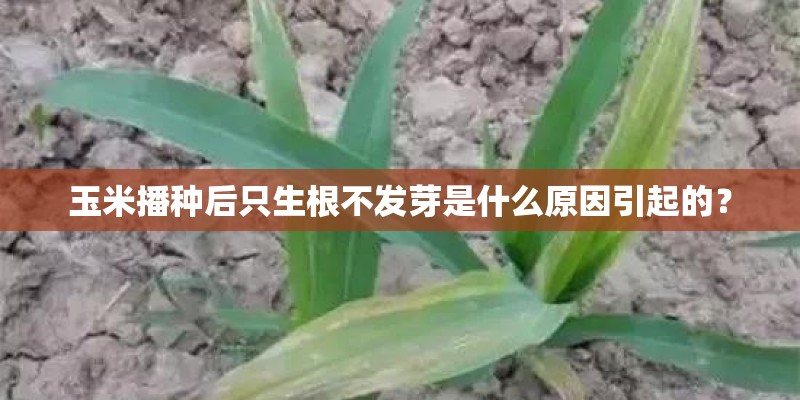 牙膏瓶子能种植什么花