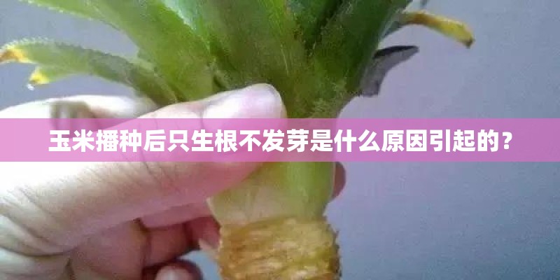 玉米播种后只生根不发芽是什么原因引起的？