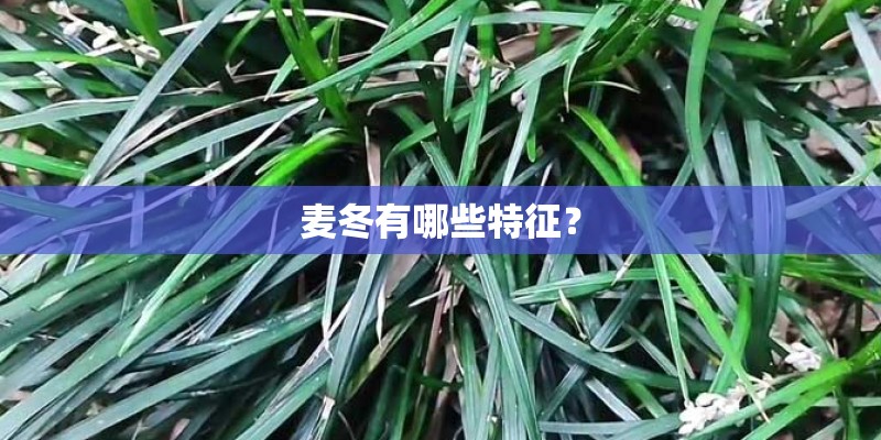麦冬有哪些特征？