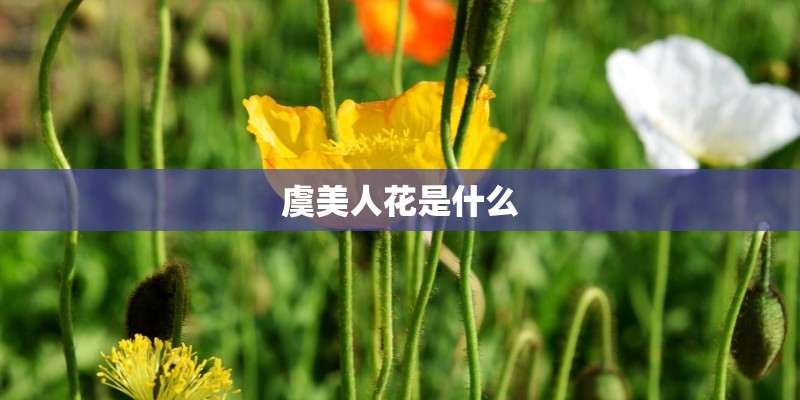 半妖倾城恋歌简谱