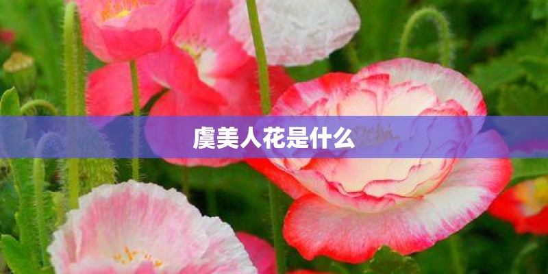虞美人花是什么