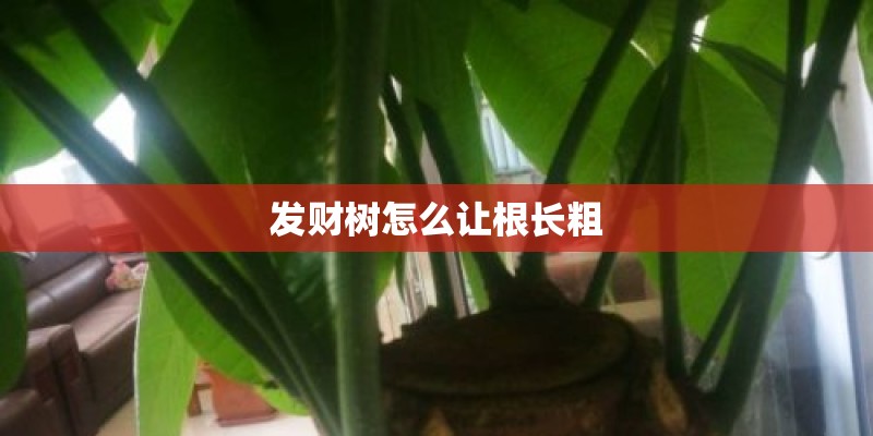 虞美人花是什么