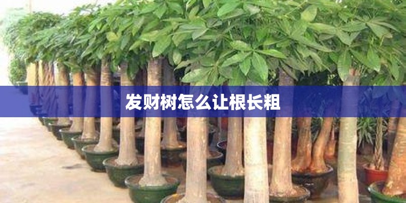 发财树怎么让根长粗