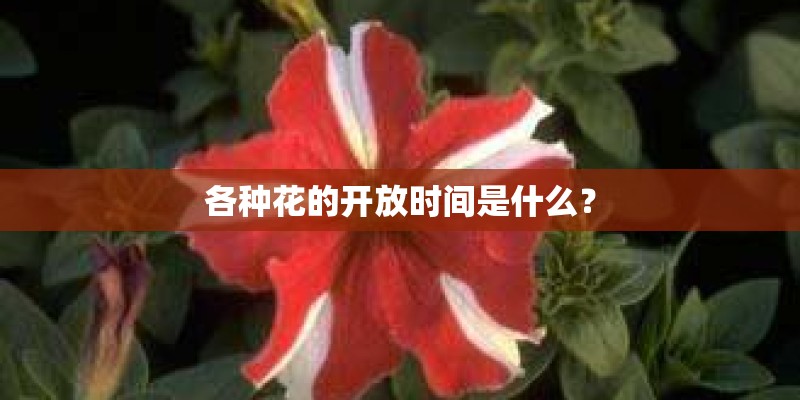 定位更高端 庆铃五十铃达咖H上市 售10.42万元起 - 卡车之友网