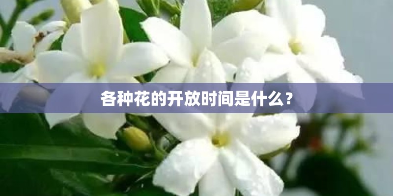 各种花的开放时间是什么？