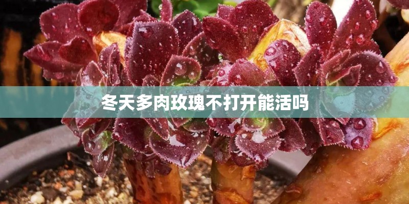 冬天多肉玫瑰不打开能活吗