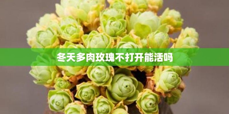 冬天多肉玫瑰不打开能活吗