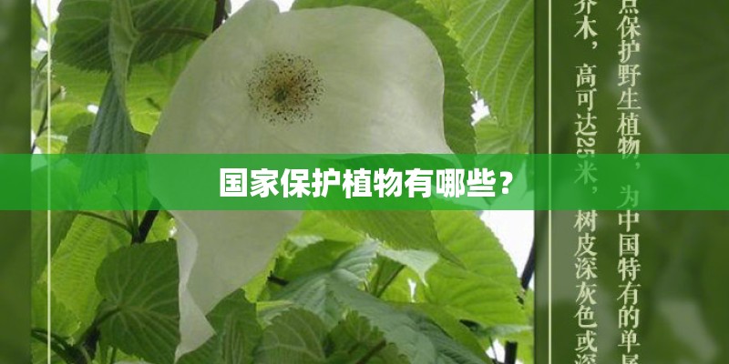 国家保护植物有哪些？
