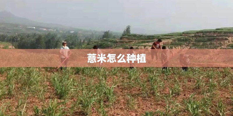 薏米怎么种植